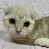 スコティッシュフォールド(折れ耳)【大阪府・女の子・2025年6月24日・カメオタビー】の写真6