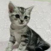 スコティッシュフォールド(立ち耳)【大阪府・男の子・2024年12月1日・シルバータビー】の写真6