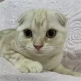 スコティッシュフォールド(折れ耳)【大阪府・女の子・2025年6月24日・カメオタビー】の写真7