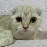 スコティッシュフォールド(折れ耳)【大阪府・女の子・2025年6月24日・カメオタビー】の写真9