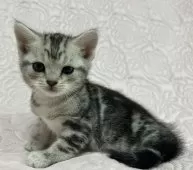 スコティッシュフォールド(立ち耳)【大阪府・男の子・2024年12月1日・シルバータビー】の写真9