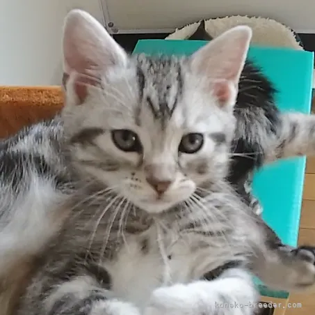 ID：2104-01778の子猫