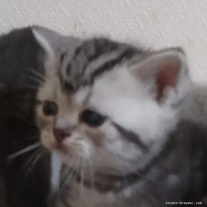 ちぼ 様のお迎えした子猫