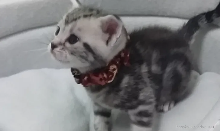 ID:1711-00783の子猫