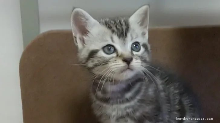 ID:2008-01094の子猫