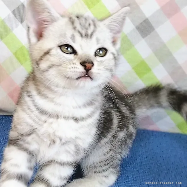 なると 様のお迎えした子猫