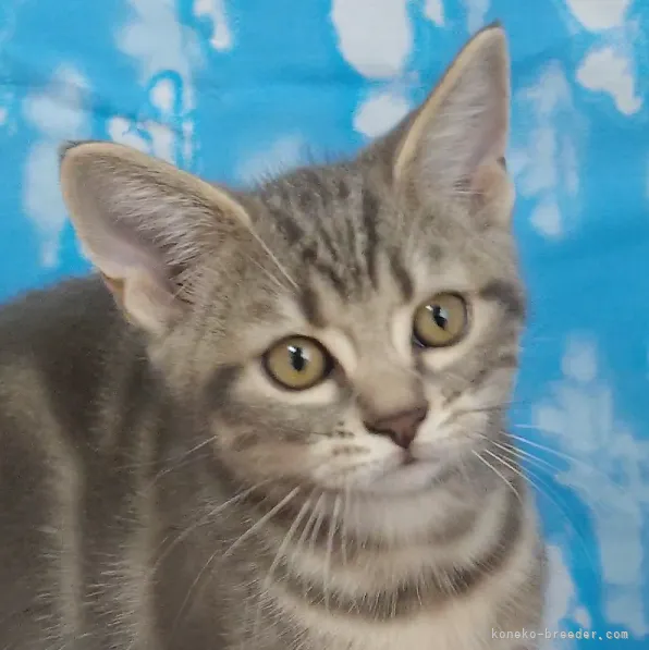 ふぅちゃん 様のお迎えした子猫
