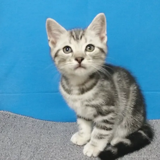 ID：2105-00661の子猫
