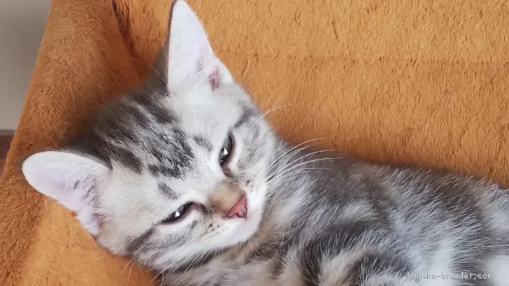 ID：2008-01254の子猫