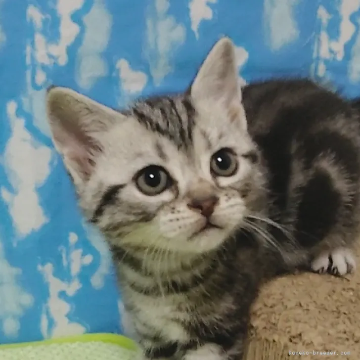 ID：2302-00338の子猫