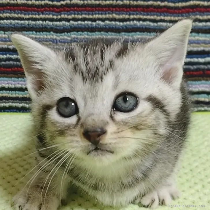 ID：2301-00129の子猫