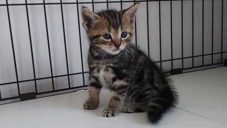 ID：1809-01237の子猫