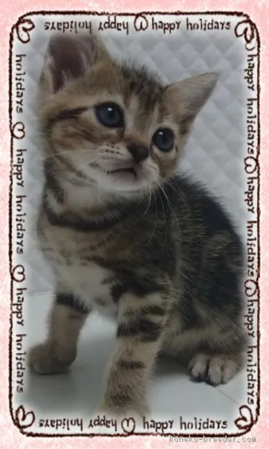 ID：1707-01213の子猫