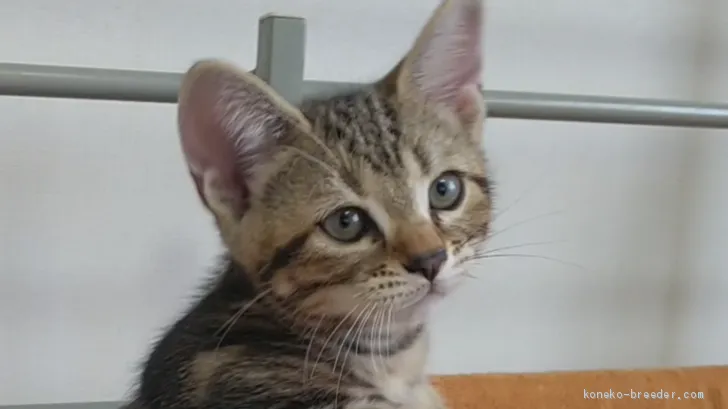 ID：1909-00049の子猫