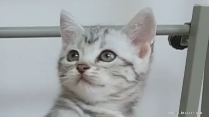 ID：2008-01250の子猫