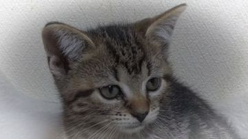 アメリカンショートヘア【三重県・女の子・2020年7月13日・ブラウンタビー】の写真「即日、お譲り可能です。」