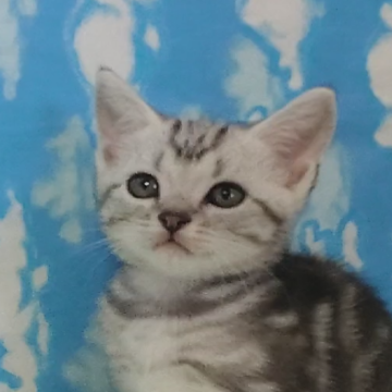 アメリカンショートヘア【三重県・男の子・2023年6月30日・シルバータビー】の写真「元気でとても可愛いシルバー５号君」