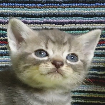 アメリカンショートヘア【三重県・男の子・2022年11月21日・ブルータビー】の写真「お目目のパッチリ、ブルータビー1号君。」