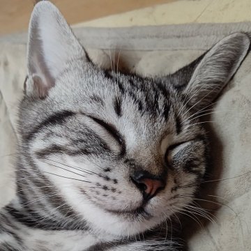 アメリカンショートヘア【三重県・男の子・2024年5月19日・シルバータビー】の写真「抱っこが大好きな、性格最高です。。」