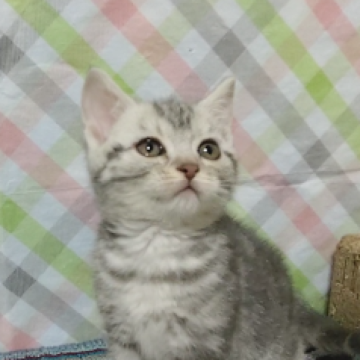 アメリカンショートヘア【三重県・男の子・2022年12月28日・ブルーシルバータビー】の写真「希少、丸々ふわふわ少しやんちゃな男の子！」