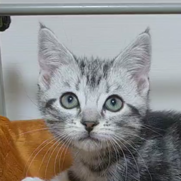 アメリカンショートヘア【三重県・女の子・2020年11月7日・シルバータビー】の写真「明日朝までの掲載です。シルバー２号ちゃんです。」