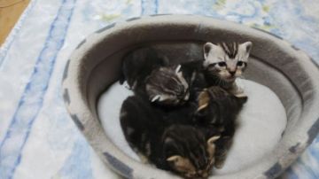 アメリカンショートヘア【三重県・男の子・2018年8月19日・シルバータビー】の写真「お目目のパッチリしたやんちゃな男の子！」