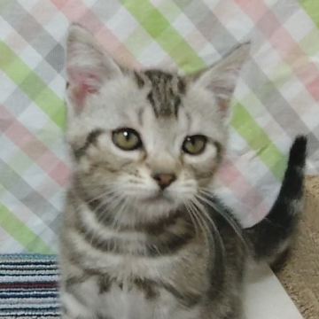 アメリカンショートヘア【三重県・男の子・2022年9月16日・シルバータビー】の写真「慣っこく、癒されます。シルバー２号君です」