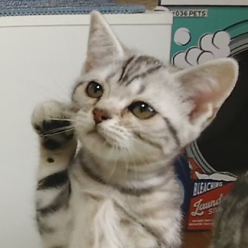 アメリカンショートヘア【三重県・女の子・2022年9月16日・シルバータビー】の写真「動画を更新しました。即お譲り可能です。」