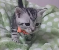 アメリカンショートヘア【三重県・女の子・2017年12月3日・シルバータビー】の写真3「毎日、よちよち🐾探検しています🎵」