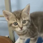 アメリカンショートヘア【三重県・女の子・2021年6月23日・ブルータビー2号ちゃん。】の写真4「８月８日に撮影しました。」