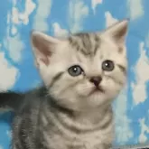 アメリカンショートヘア【三重県・男の子・2024年1月14日・シルバータビー】の写真4