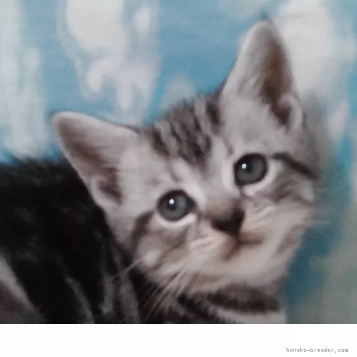 アメリカンショートヘア【三重県・女の子・2025年9月6日・シルバータビー】の写真1