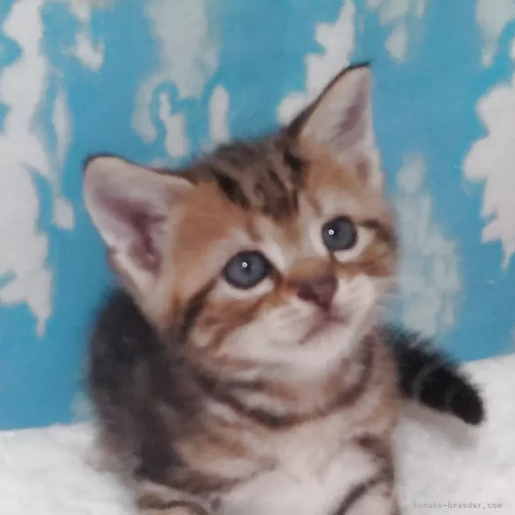 ID：2506-00824の子猫