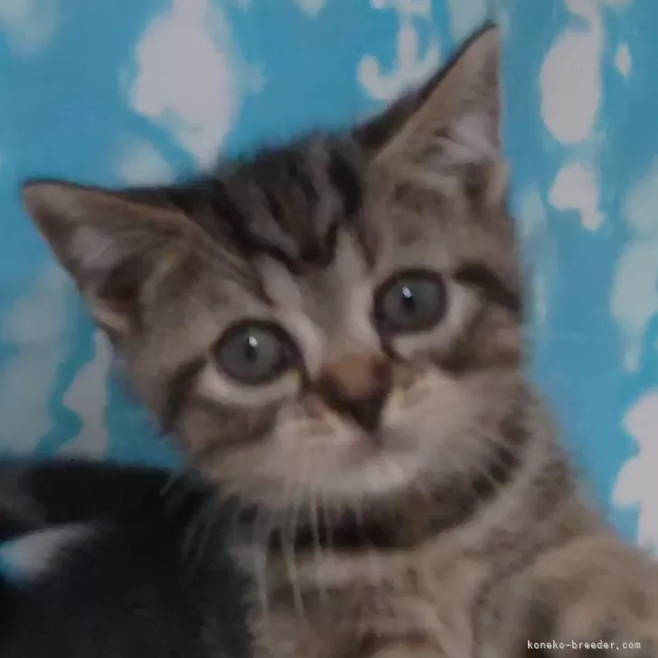 ID：2501-00062の子猫