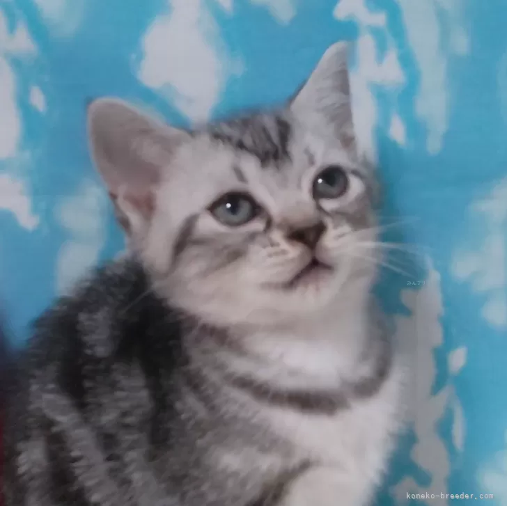 ID：2501-00065の子猫