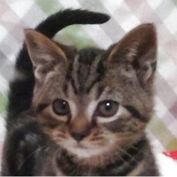 アメリカンショートヘア【三重県・男の子・2025年9月6日・ブラウンタビー】の写真「人懐っこいです。動画を更新しました。」