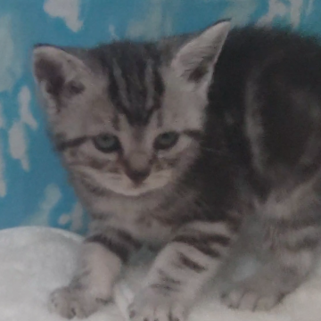 アメリカンショートヘア【三重県・男の子・2024年12月12日・シルバータビー】の写真「慣っこく、おとなしい女の子です。」