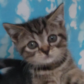 アメリカンショートヘア【三重県・女の子・2024年11月12日・ブラウンタビー】の写真「動画を更新しました。とても慣っこいです。」