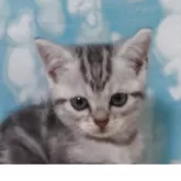 アメリカンショートヘア