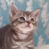 アメリカンショートヘア【三重県・女の子・2025年5月11日・ブルータビー】の写真3