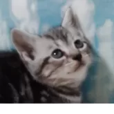 アメリカンショートヘア【三重県・女の子・2025年9月6日・シルバータビー】の写真3