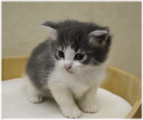 ID:1402-00035の子猫