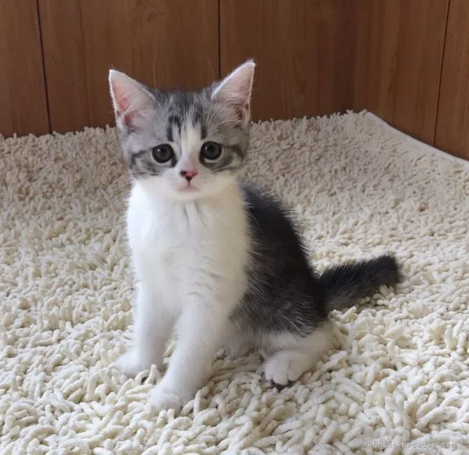 ID:1808-01128の子猫