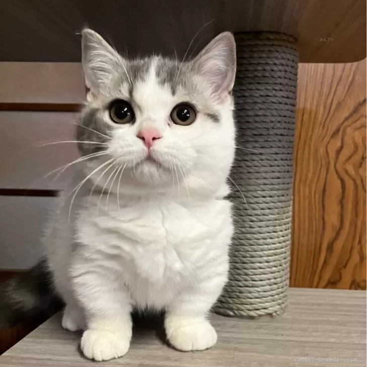 ID:2411-01336の子猫