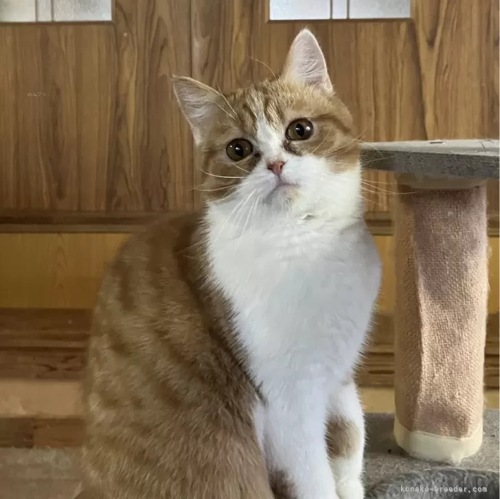 ID:2309-00602の子猫