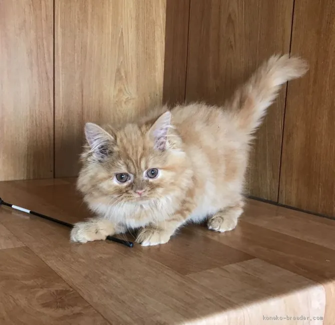 ID:1908-00535の子猫