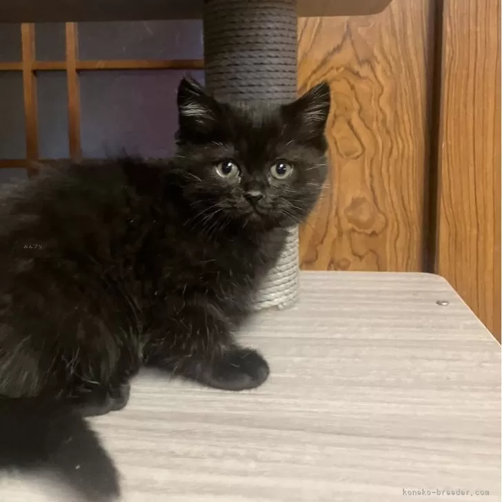 Kana 様のお迎えした子猫