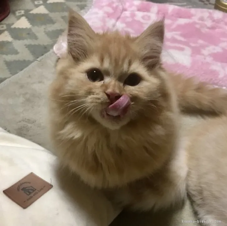 ID：2301-01729の子猫