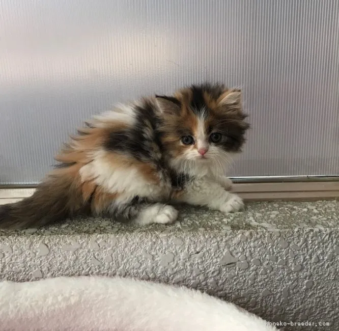 ID:1705-00361の子猫