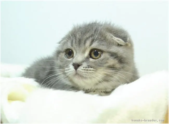 ID：1604-00601の子猫